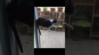 Мем про законы физики
