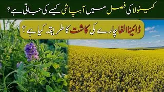 Oil Seeds | Fertilizers for Sugarcane Crop & Wheat Cultivation | Top 5 Farmer Queries