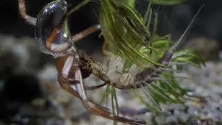 Water spider capturing an alderfly larva/B&uacute;v&aacute;rp&oacute;k v&iacute;zif&aacute;tyolka l&aacute;rv&aacute;t zs&aacute;km&aacute;nyol