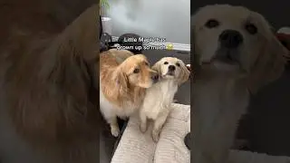 Puppies grow up too fast 🥺#goldenretriever #puppy #dog #dogs #puppies