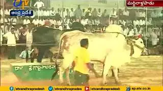 Ongole Bull Competitions | Grandly Ends at Maddiralapadu | Prakasam Dist