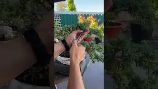 #juniper semi cascade #bonsai project refining #plantlover #comofazerbonsai #diybonsai