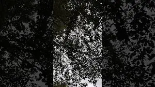 Japanese Summer Cicadas like Japanese film 