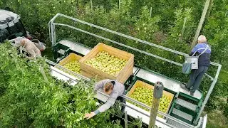 Apple harvest with Kr&oacute;lik-O-Trak KRT-3/4S  orchard platform