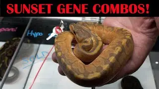 SUNSET BALL PYTHON PROJECT with BROCK WAGNER