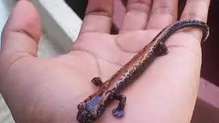 Salamandra-tlaconete