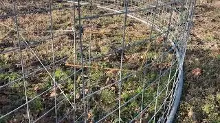 My first hog trap.  Beta v0.1, Wild hogs destroying our property!  