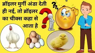 37, broiler parent poultry farm, broiler breeder farm egg production for hatching, broiler chicks |