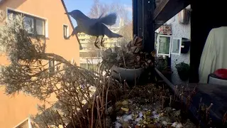 Turdus merula