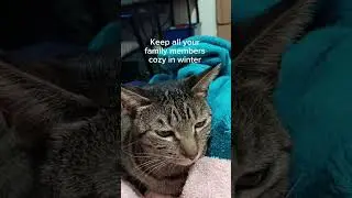 Winter is a great time to cuddle with someone you love &hearts;️ #cat #viral #shorts @PinkJasmine2024