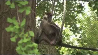 Philly Zoo Lets Animals Walk on the Wild Side