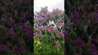 purple flowering tree #travel #trees #florida