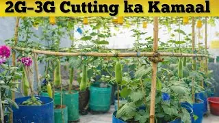 2G–3G Cutting का कमाल | बेल में ज़्यादा फूल–फल 🌸🥒 | #aasanbagwani #2g3gcutting 