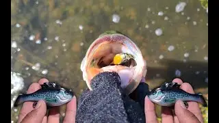 10,000 Fish Headhunter is Bass Candy