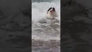 &ldquo;A Dolphin Saved This Dog&rsquo;s Life. You Won&rsquo;t Believe How 🐾&rdquo;animal​ #animals​ #cuteanimals​ #dog​#cat