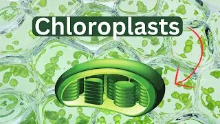 Chloroplasts-Definition-Function-Structure