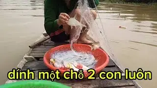 Thả lưới dính cá thấy mê @dailoimientaysongnuoc