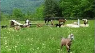 wanda formula for fattening wanda formula in urdu teddy goat characteristics