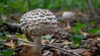 How I shoot Nature Photography Step by Step with camera settings