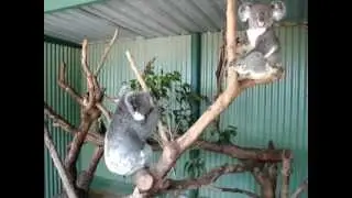 Koala Mating Call