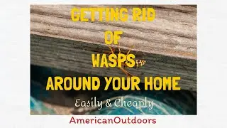 How To Get Rid Of Wasps and Hornets Around Your Home Cheap & Easy (Update)