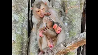 Younger female Julie monkey abandoned just giving birth and her first newly baby is cute girl