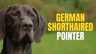10 Interesting Facts About German Shorthaired Pointers