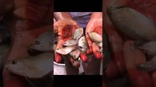 How to catch Snakehead Fish Mud Fishing Amazing Fishing Video Rural Fishing Vlogs #Shorts