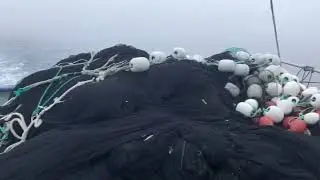 2024 Newfoundland Capelin Fishery Conception Bay