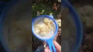 Использование кухонных отходов для приготовления богатого питательными веществами компоста.