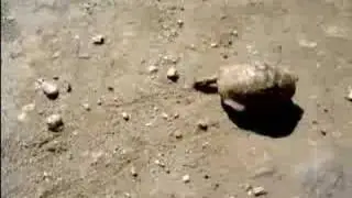 Super Fast Turtle...!!!