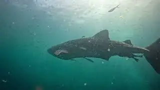 Two Whale Sharks on One Dive &ndash; Southwest Pinnacle, Koh Tao
