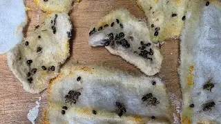 NEW Small Hive Beetle Problem?