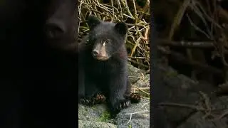 Black Bear