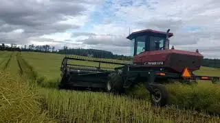Swathing Canola