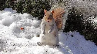 I caught a squirrel doing something hilarious