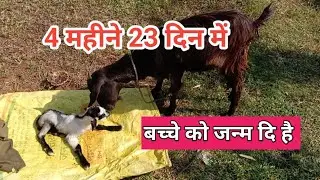 बकरी ने 4 महीने 23 दिन में एक बच्चे को जन्म दि है | Goat Farm | Jhar Farming 
