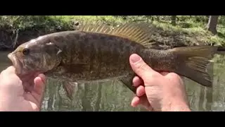 A nice spring day with multiple good smallmouth bass.