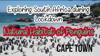 Penguins Tour - Boulder's Beach | Walk with the Penguins in Cape Town 2023