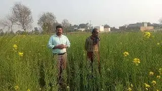 Mustard crop Products Alizium Fertilizer Application 