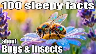 The Most Relaxing Facts About Bugs & Insects to Fall Asleep To