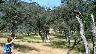 Hawk Walk at West Coast Falconry- Seabhag Dives for Food