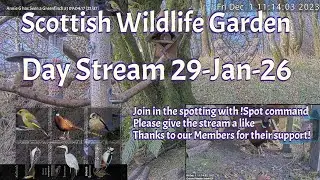 LIVE 🔴 Bird Feeders, Wildlife Cameras Scotland UK from Scottish Wildlife Garden