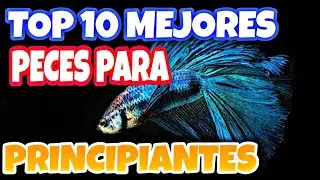 Top 10 MEJORES PECES para PRINCIPIANTES