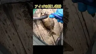 見落としがちなアイゴの毒針