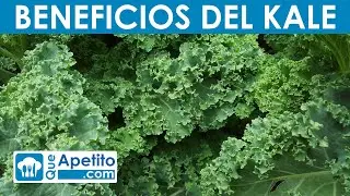 8 Propiedades y Beneficios del KALE