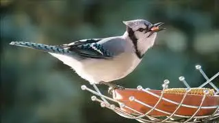Blue Jay Sounds | Free Sound Effects | Animal Sounds