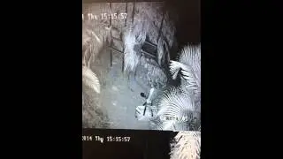 Hik-Vision camera captures thief