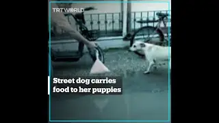 Street dog in Turkey carries food to her puppies