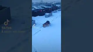 коржик в панировке #shorts #корги #korgi #dog #sweetpets